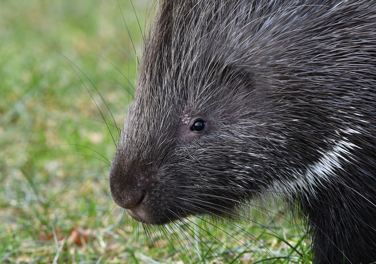 Stachelschwein