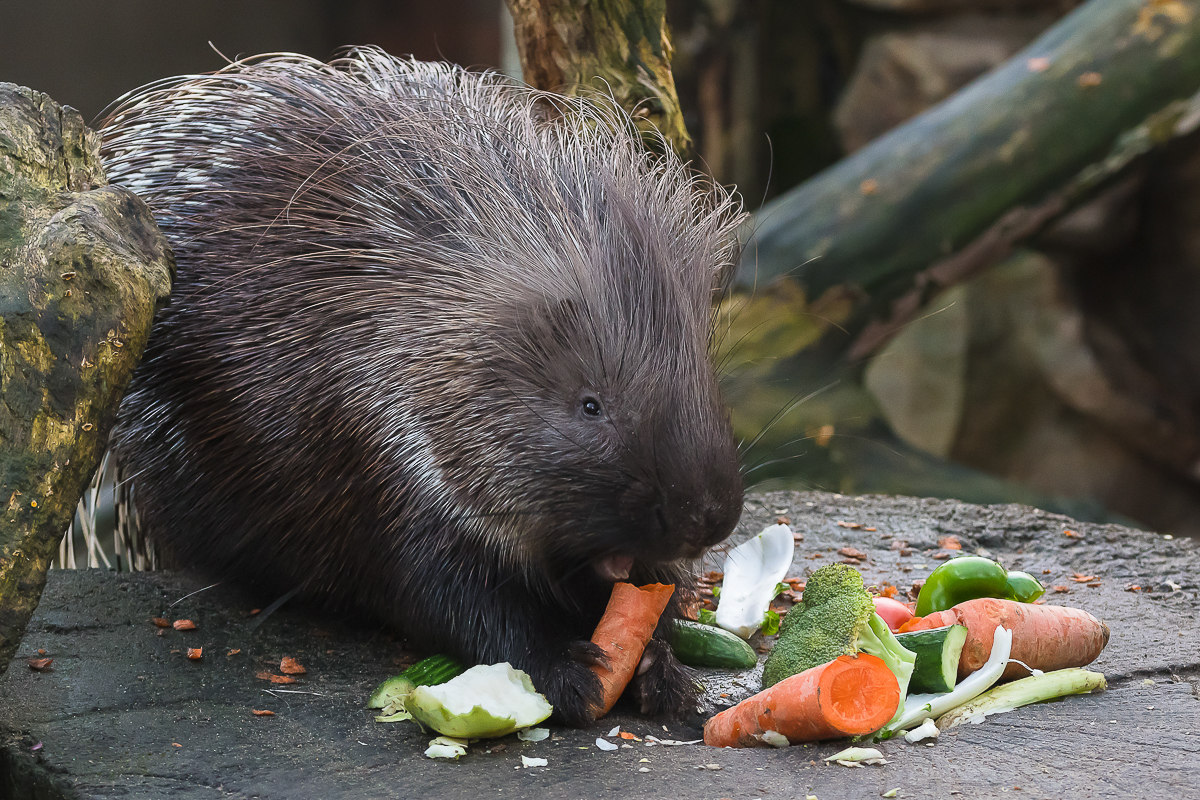 Stachelschwein