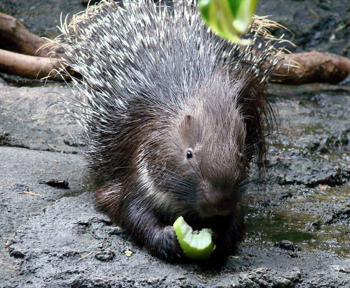 Stachelschwein Foto & Bild tiere, zoo, wildpark & falknerei, säugetiere Bilder auf