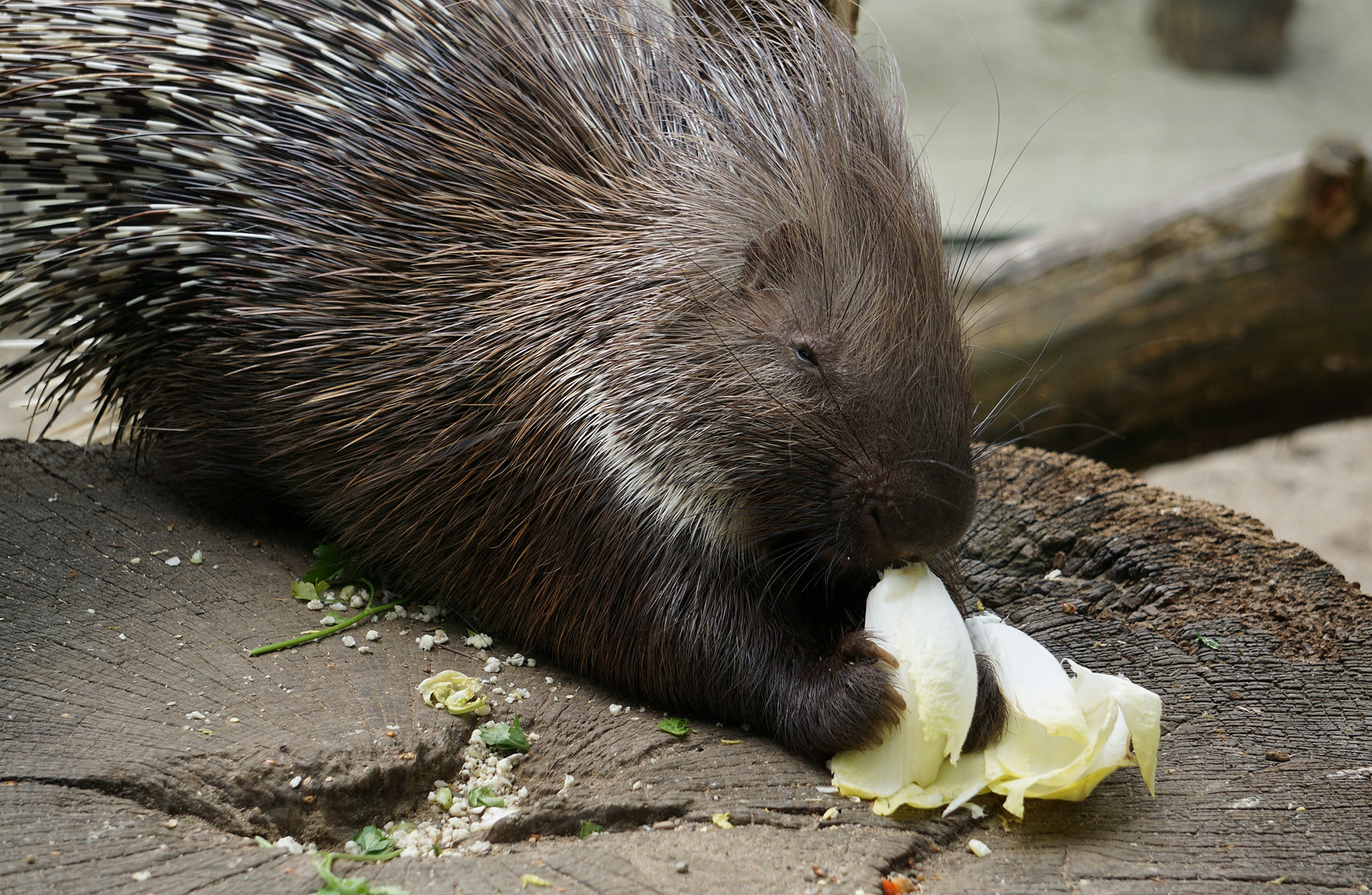 Stachelschwein