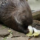 Stachelschwein