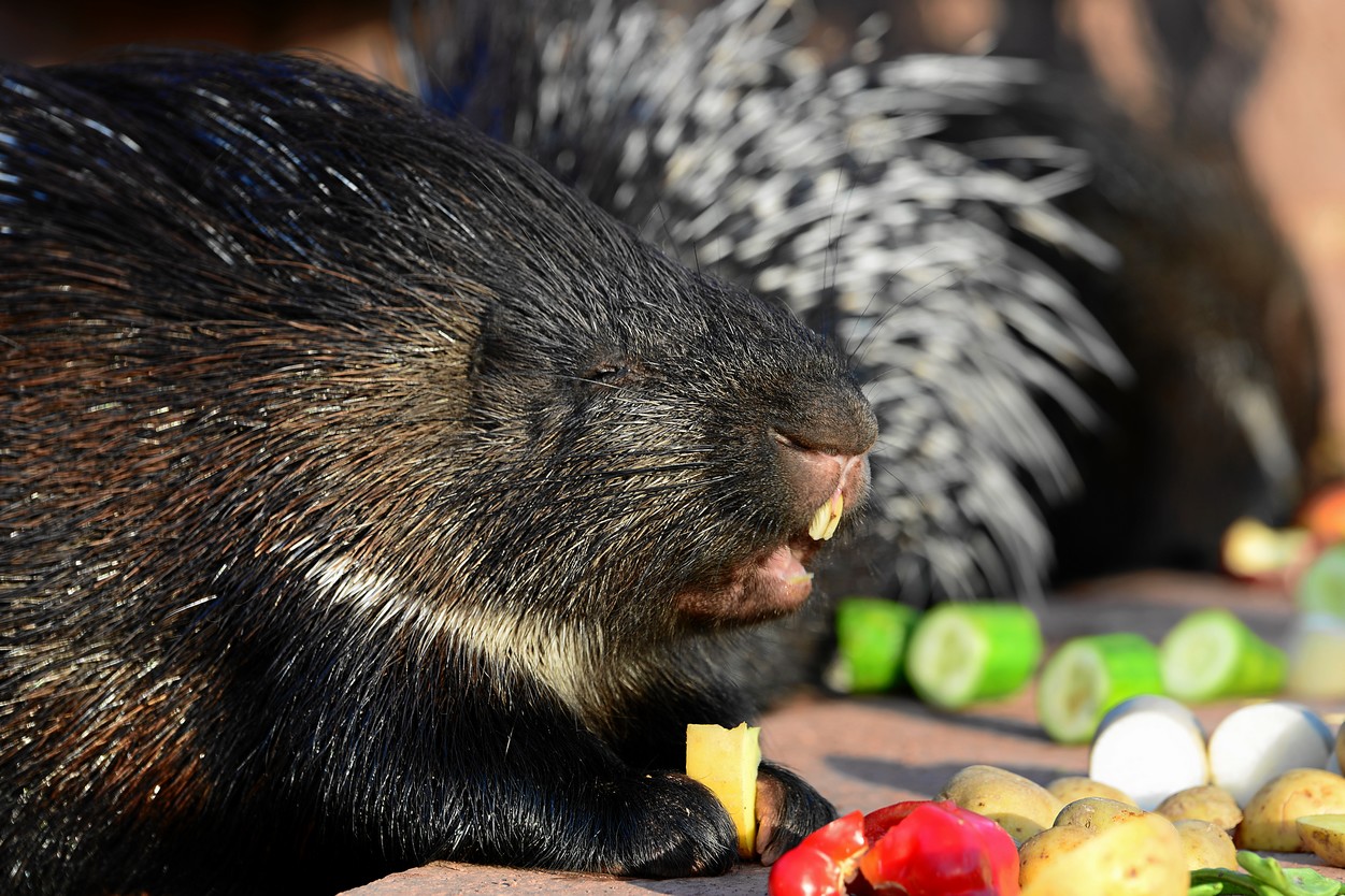 Stachelschwein