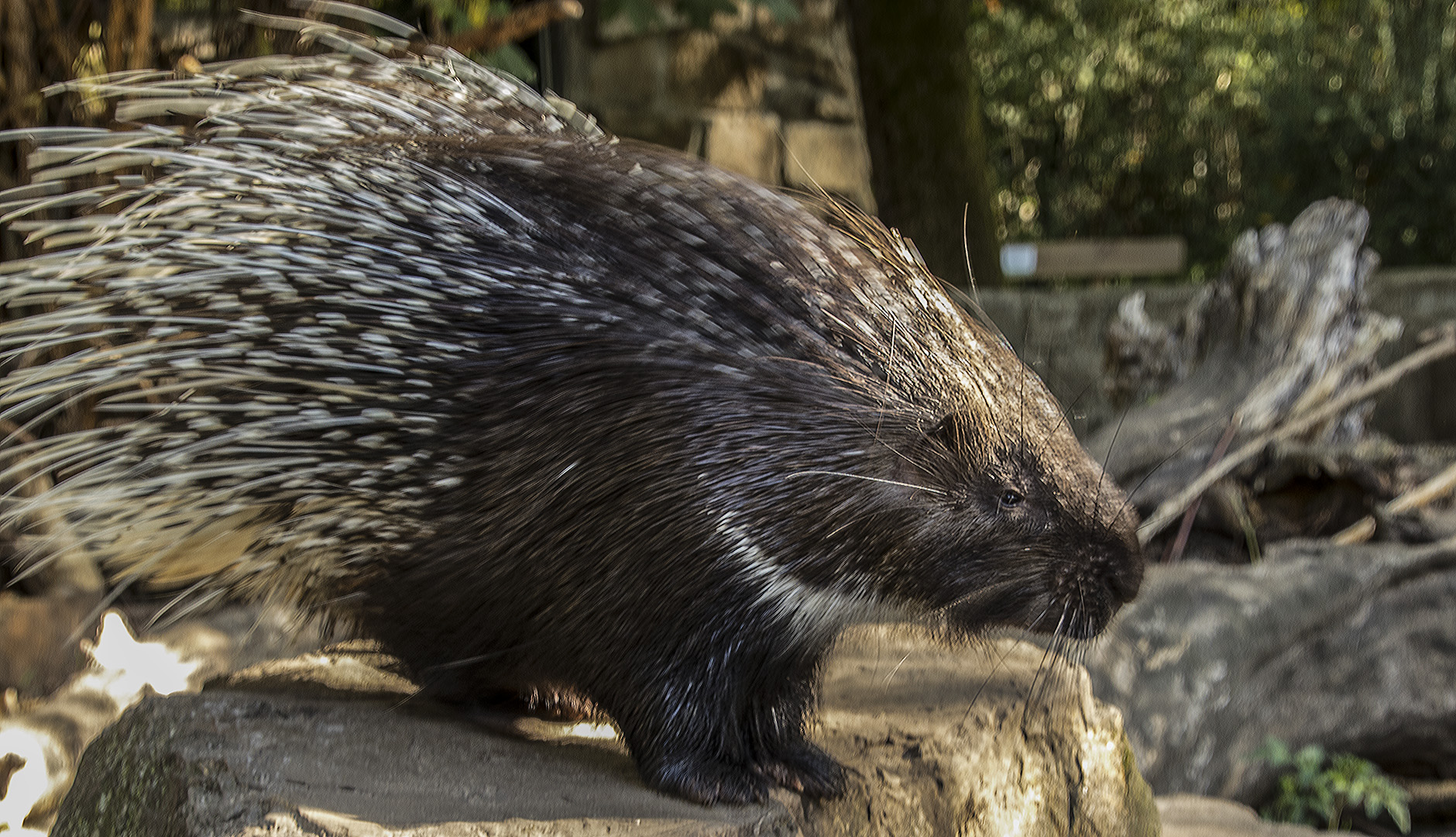 Stachelschwein