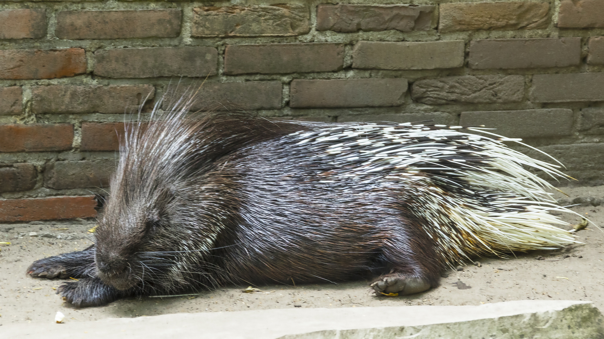 Stachelschwein