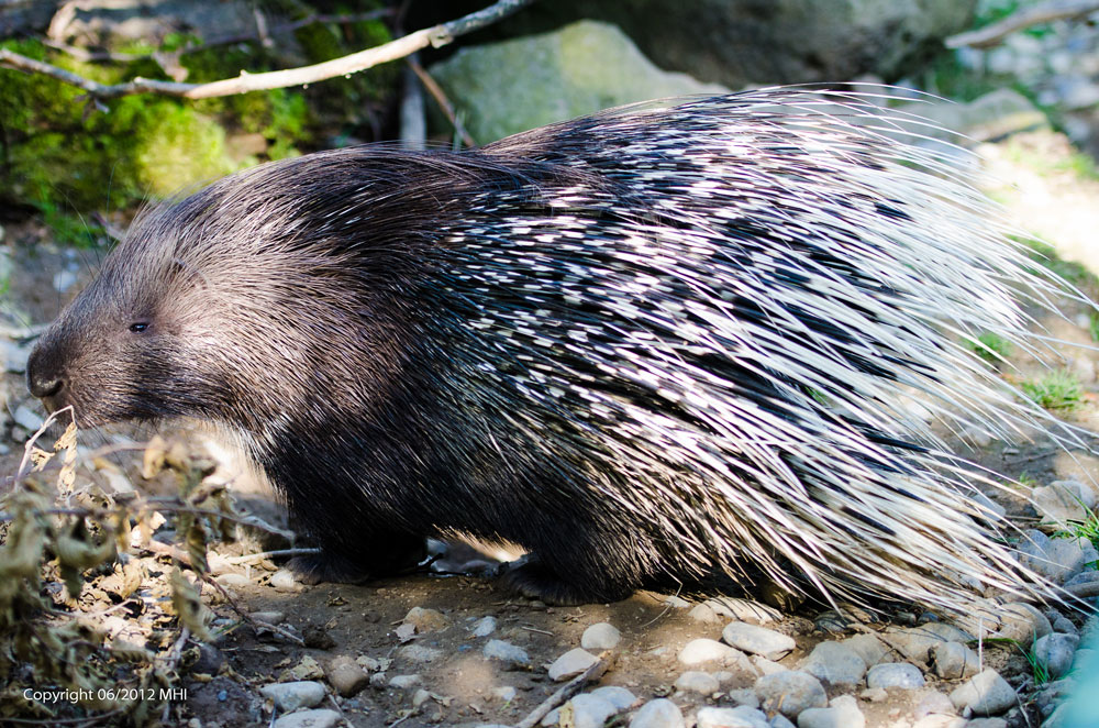 Stachelschwein