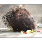 Stachelschwein im Hofer Zoo