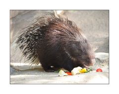 Stachelschwein im Hofer Zoo