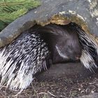 Stachelschwein im Zoo