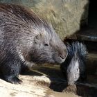 Stachelschwein mit Jungem (Neuwieder Zoo)