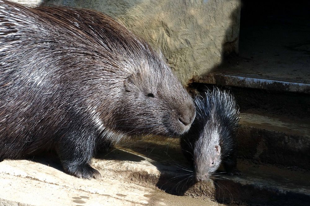 Stachelschwein mit Jungem (Neuwieder Zoo)