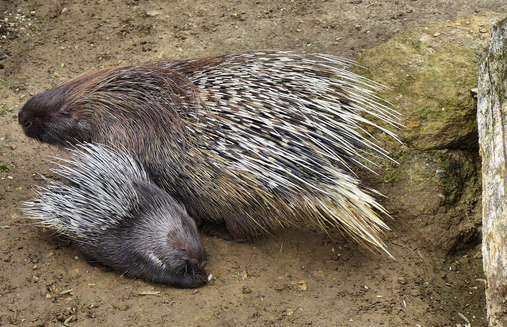 Stachelschwein mit Jungtier