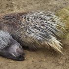 Stachelschwein mit Jungtier