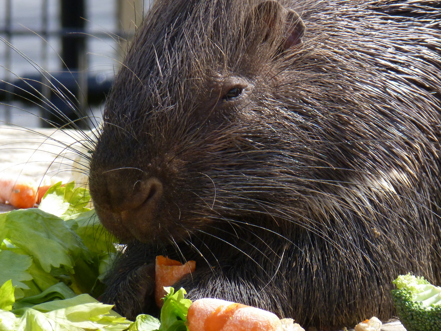 Stachelschwein Portrait