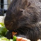 Stachelschwein Portrait