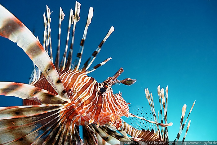 Stachelschwein - Pterois Terror