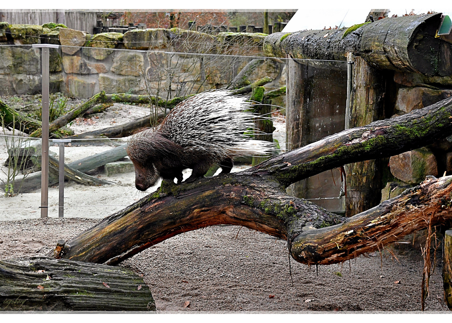 Stachelschwein Sally