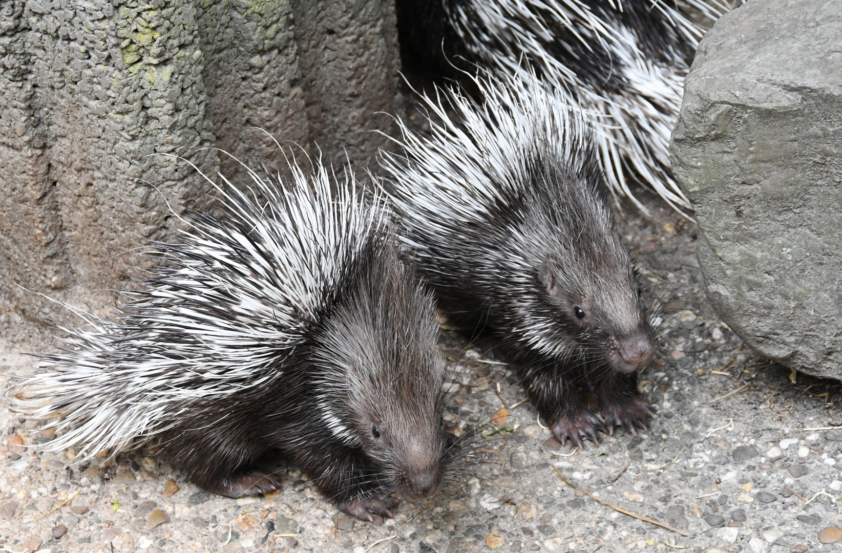 Stachelschweinchen