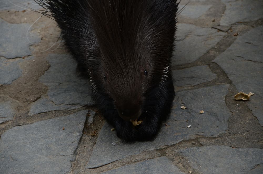 Stachelschweinchen beim fressen