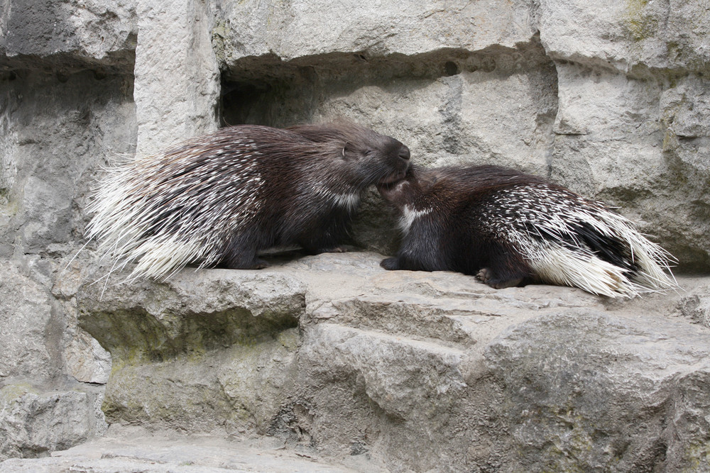 Stachelschweine im Tierpark Berlin