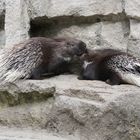 Stachelschweine im Tierpark Berlin