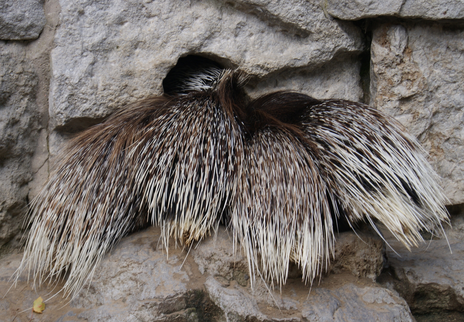 Stachelschweine im Tierpark Berlin