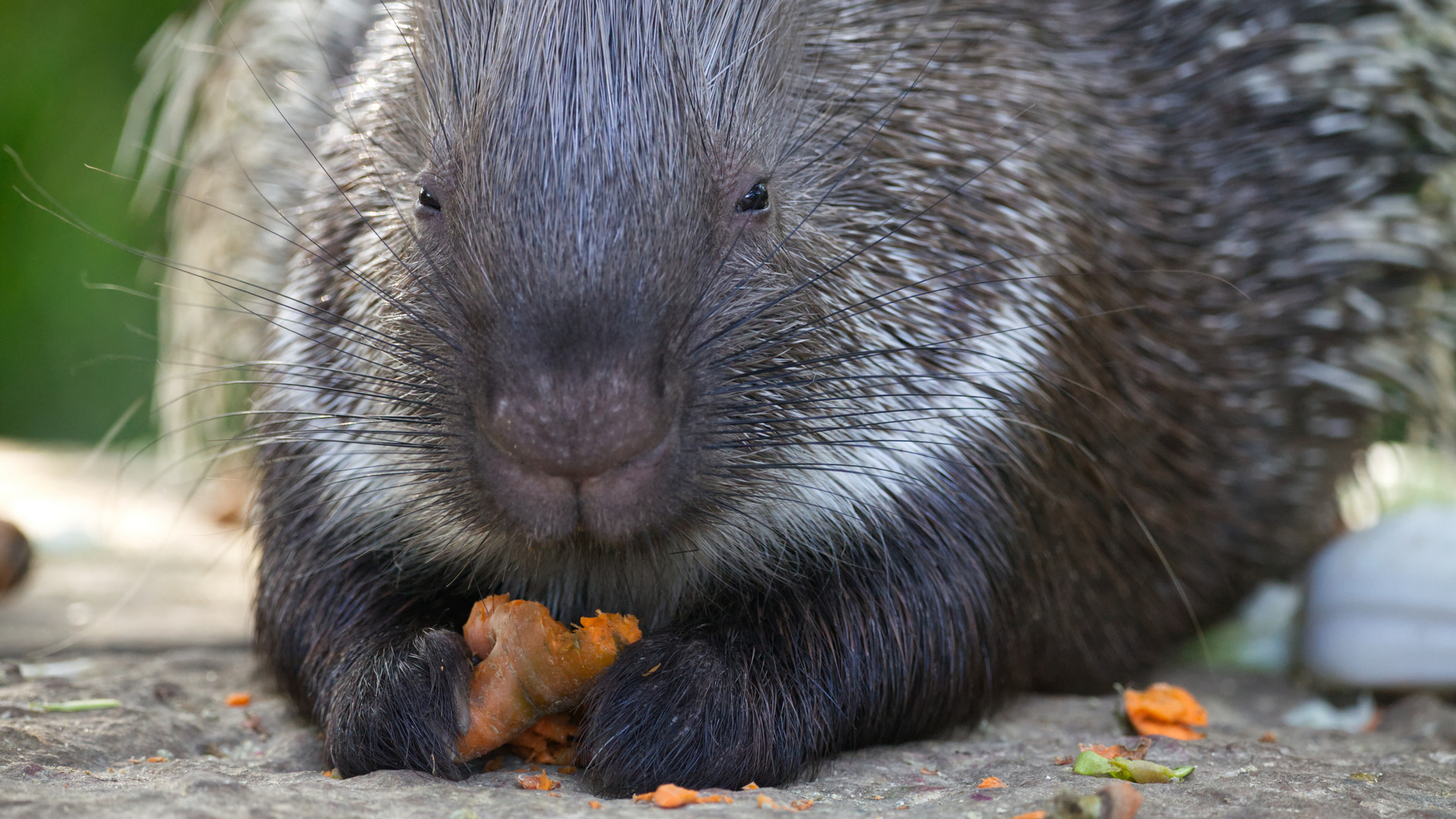 *** Stachelschweinsnack ***