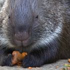 *** Stachelschweinsnack ***