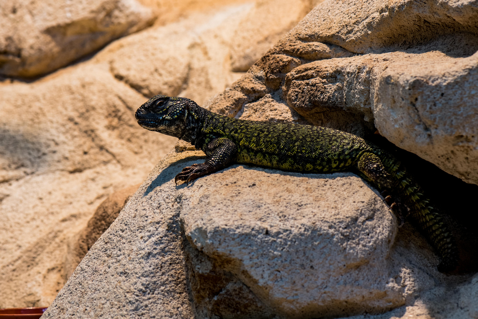 Stachelskink