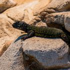 Stachelskink