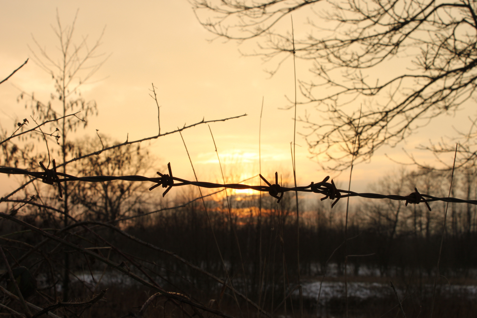 Stachelsonne