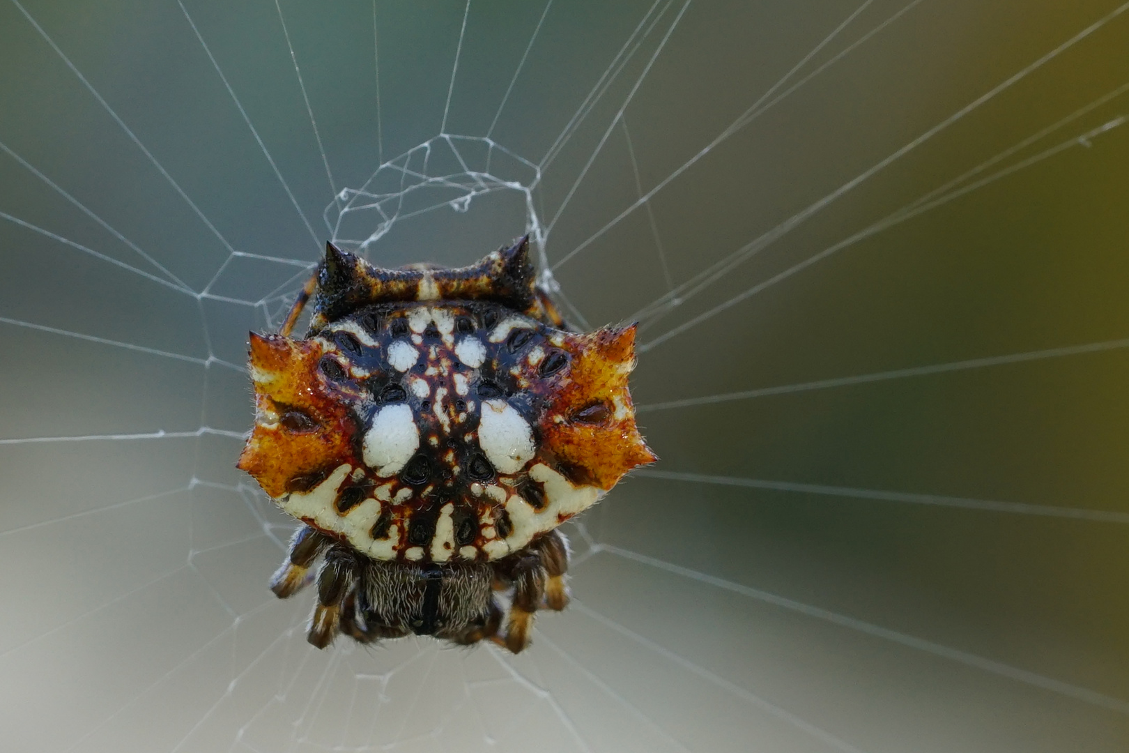 Stachelspinne auf Kauai