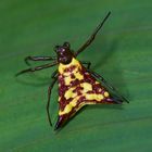 Stachelspinne aus dem Bergregenwald von Panama