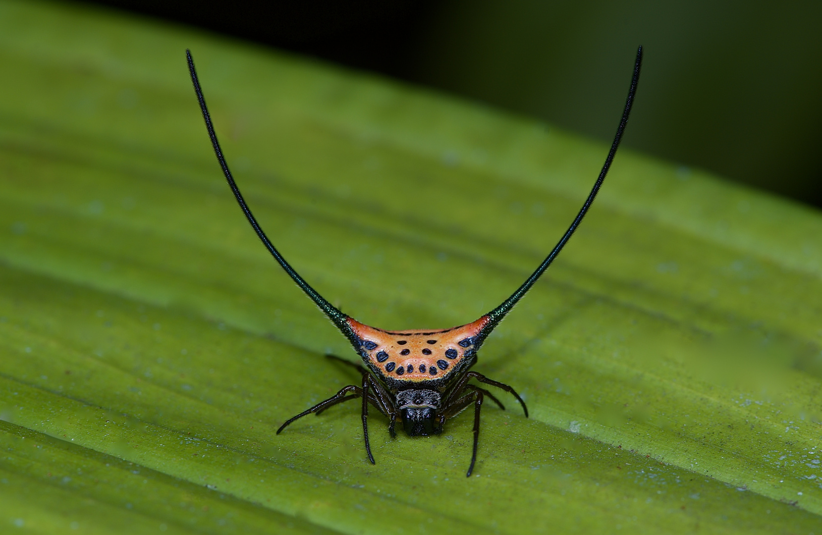 Stachelspinne aus dem Tropischen Regenwald von BorneoDSC_7638