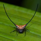 Stachelspinne aus dem Tropischen Regenwald von BorneoDSC_7638