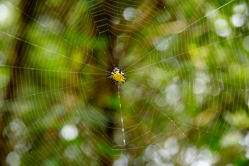 Stachelspinne (Gasteracantha cancriformis)