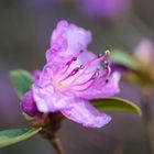 Stachelspitziger Rhododendron 