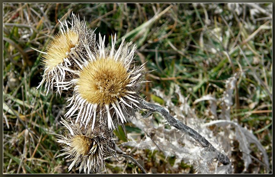 Stachelteppich