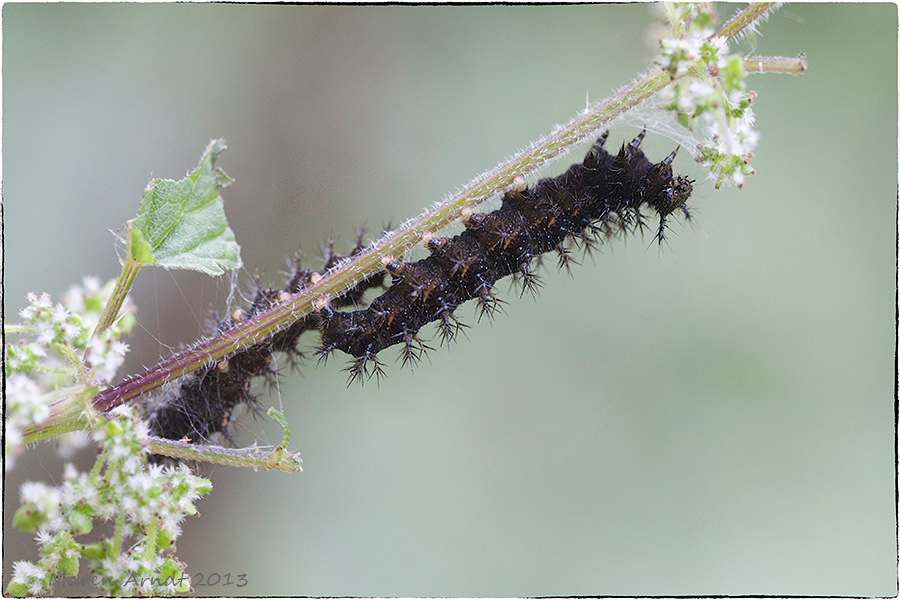 Stacheltier