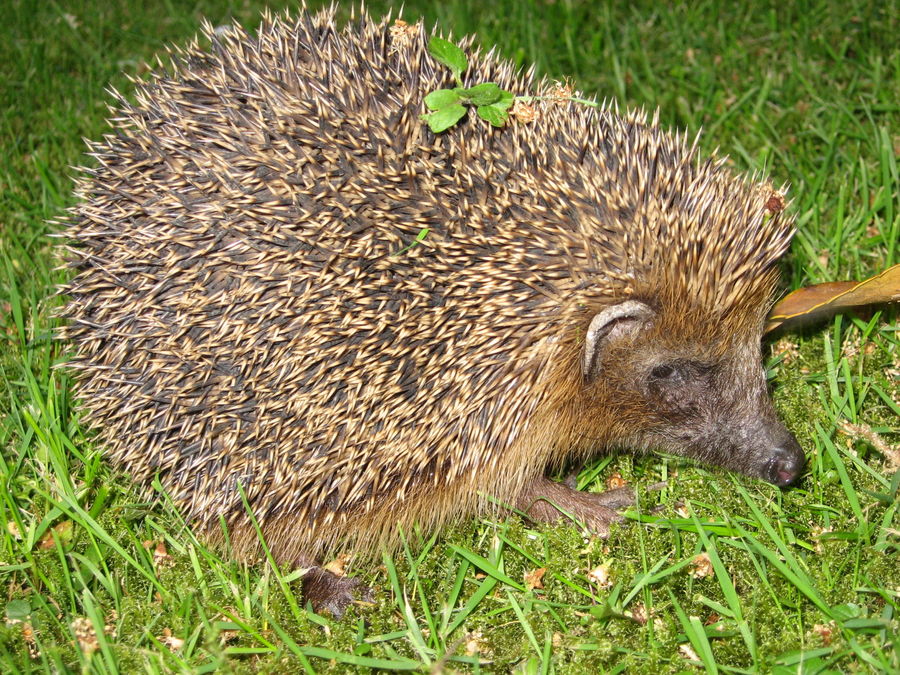 Stacheltier im Garten