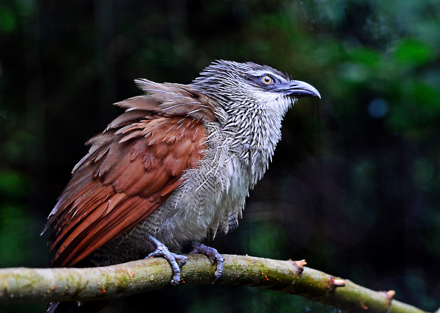 Stachelvogel