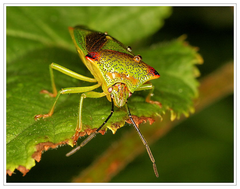 Stachelwanze 3 - Acanthosoma haemorrhoidale