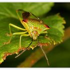 Stachelwanze 3 - Acanthosoma haemorrhoidale