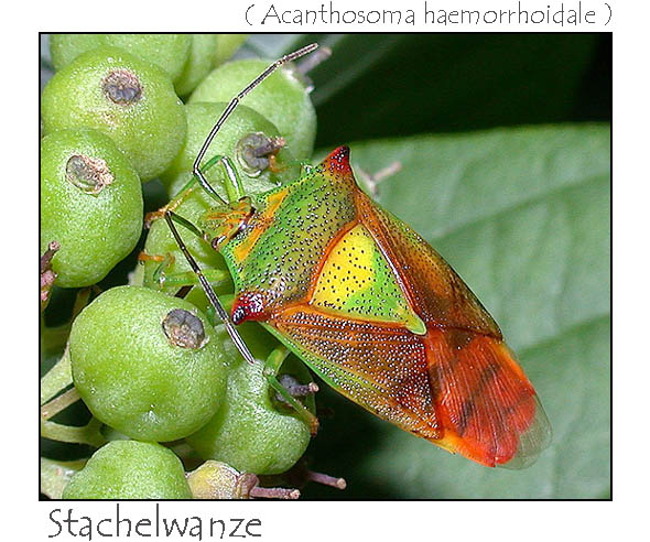 Stachelwanze - Acanthosoma haemorrhoidale