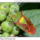 Stachelwanze - Acanthosoma haemorrhoidale