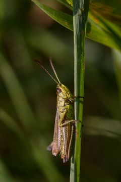 Stachelwanze