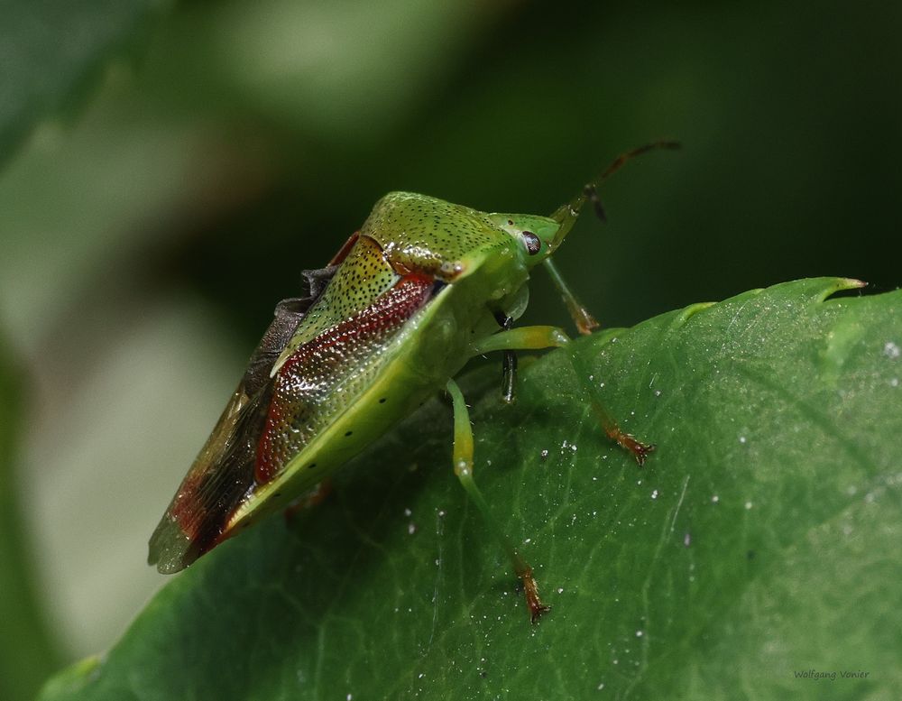 Stachelwanze / Buntrock / Cyphostethus tristriatus