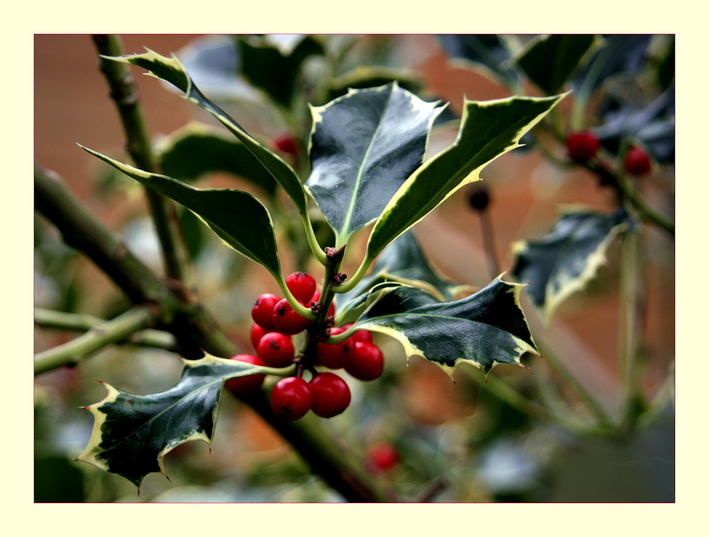 stachlicher Weihnachtsschmuck