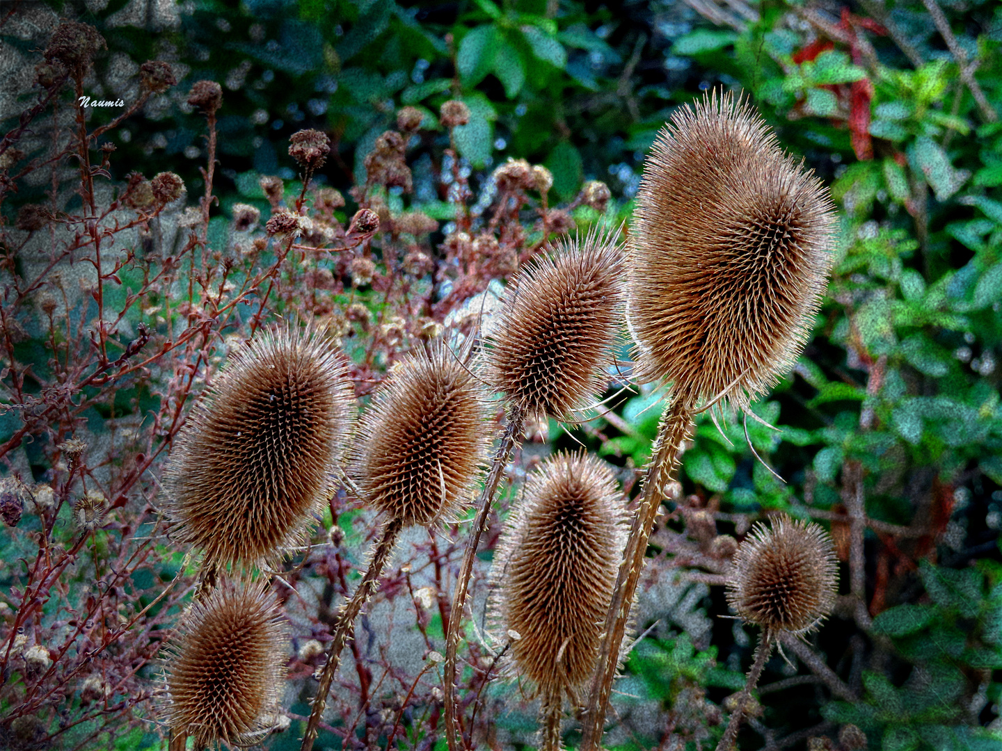 stachlig