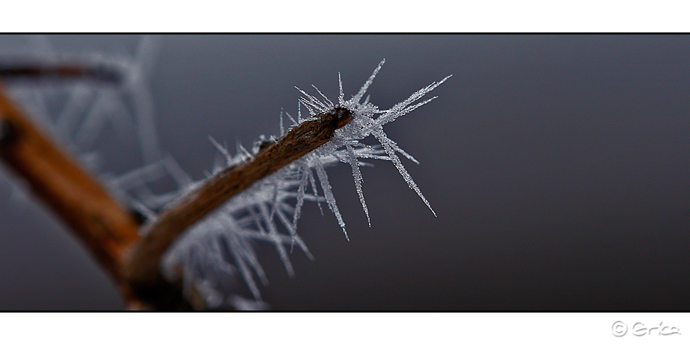 stachlig