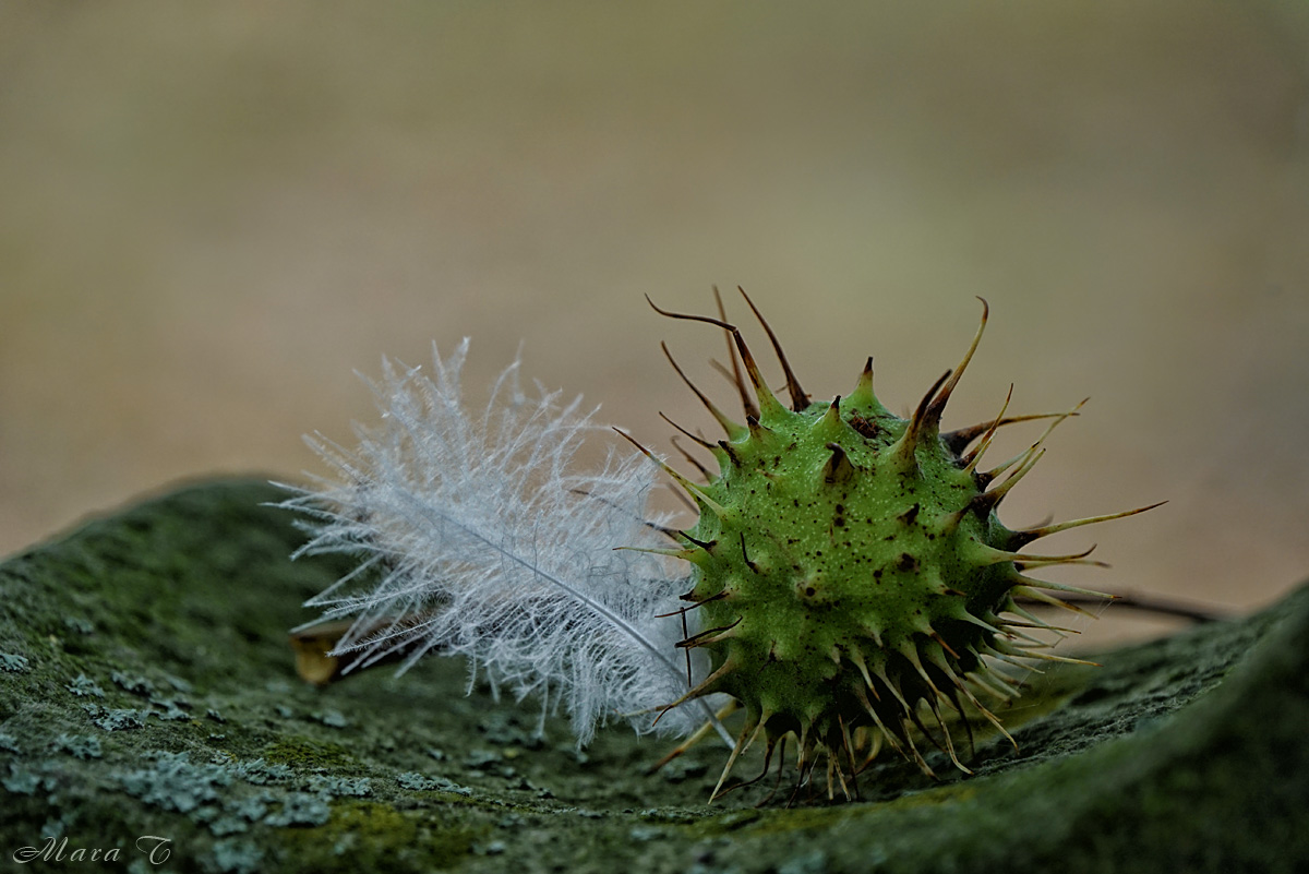 stachlig und weich